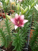 [5595 VH25 Sweet Sugar No01.JPG]